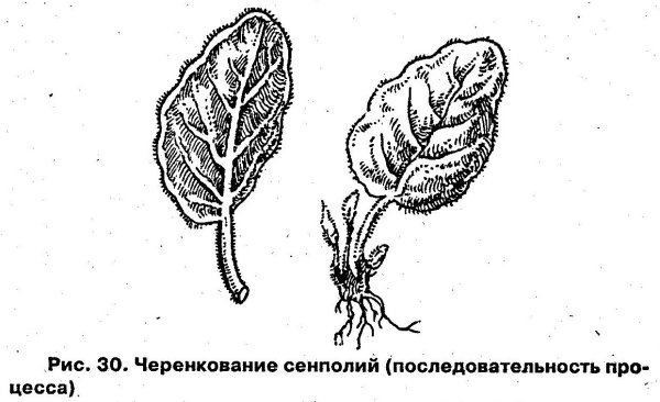 Вегетативное размножение листовыми черенками