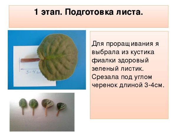 Описать лист фиалки