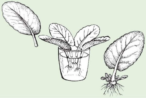 Вегетативное размножение листовыми черенками