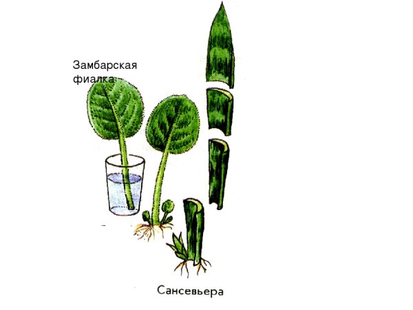 Вегетативное размножение листовыми черенками