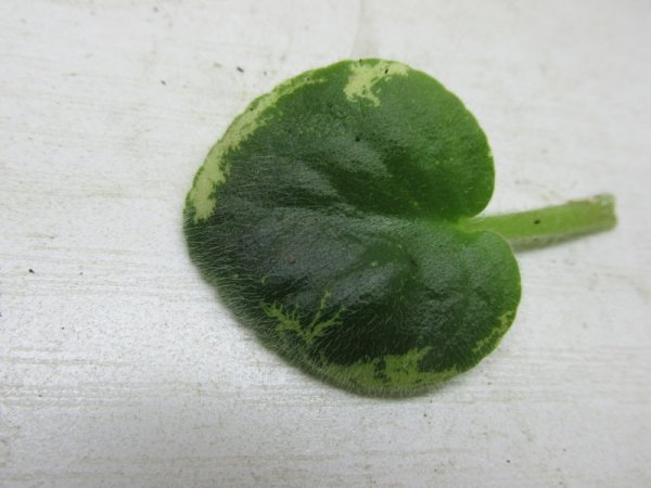 Узамбарская фиалка листья в белых пятнах