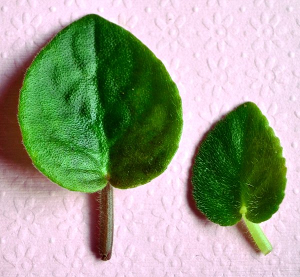 Лист фиалки