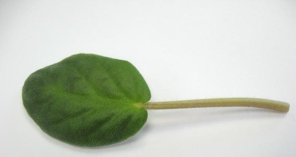 Фиалка узамбарская листовые черенки