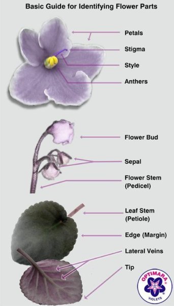 Узамбарская фиалка строение