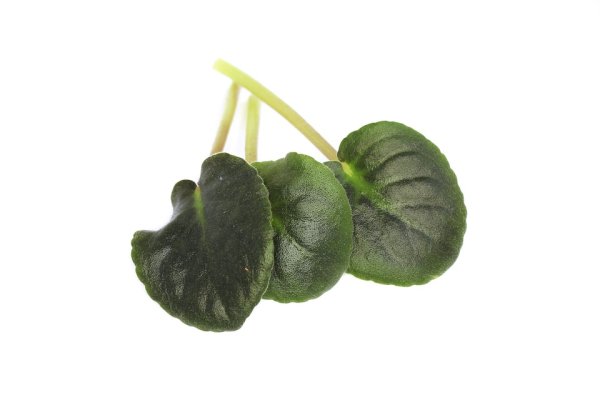 Лист фиалки с прилистниками