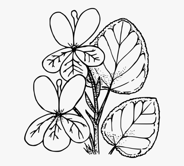 Лист цветка раскраска