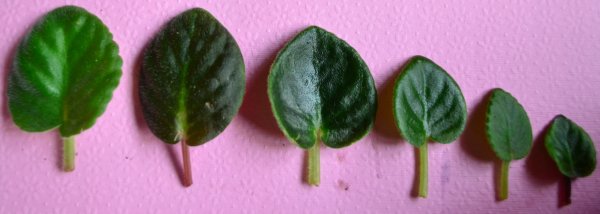 Лист фиалки узамбарской