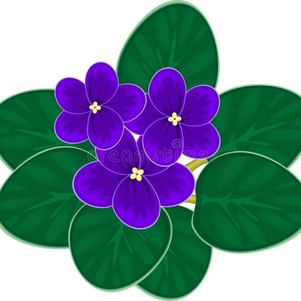 Фиалка для вырезания