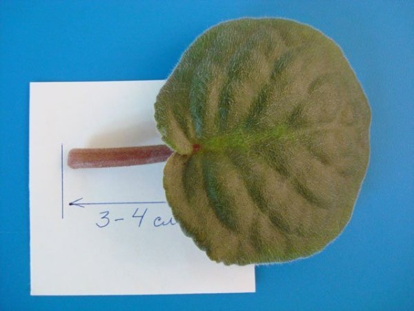 Лист фиалки узамбарской Тип листа