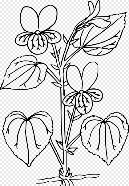 Фиалка раскраска