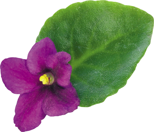 Лист фиалки