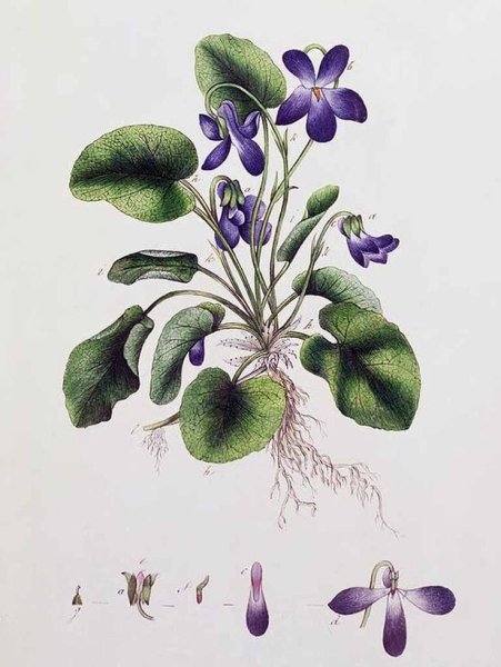 Botanika сенполия