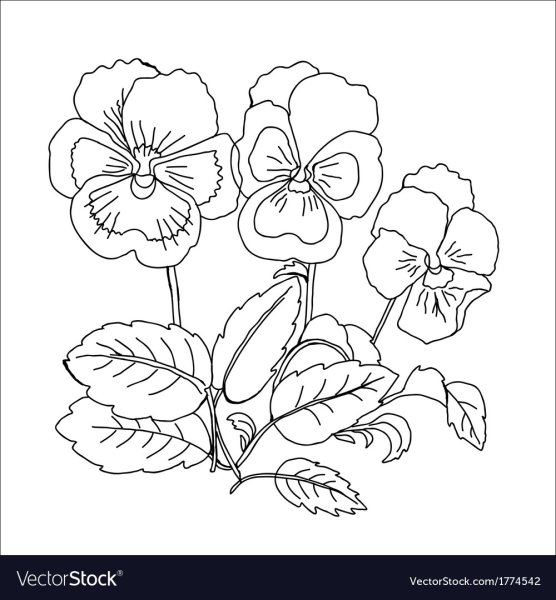 Анютины глазки раскраска