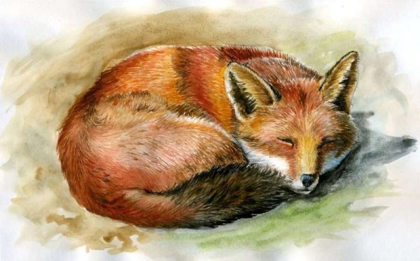 Спящий Лисенок рисунок