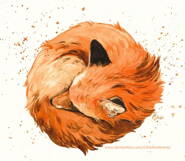 Лиса спит клубочком