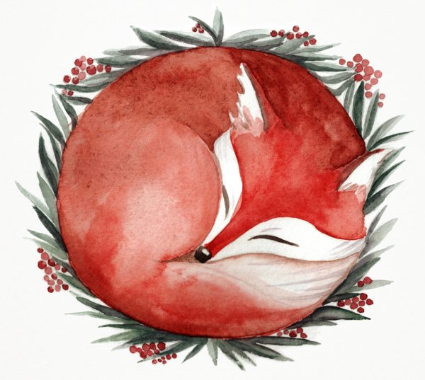 Лиса спит клубочком