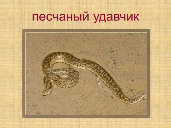 Песчаный удавчик ядовитый