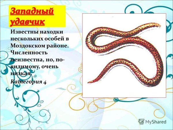 Нарисовать песчаного удавчика