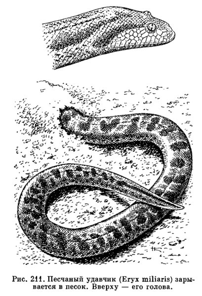 Песчаный удавчик в пустыне 4 класс