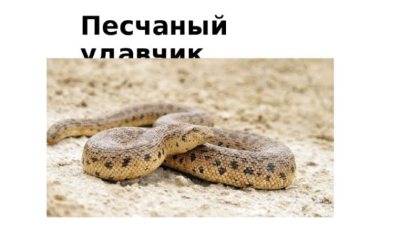 Животные пустыни песчаный удавчик