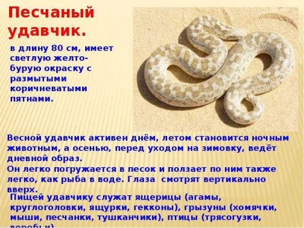 Песчаный удавчик на белом фоне