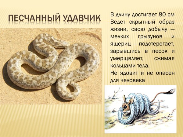 Змея гадюка обыкновенная