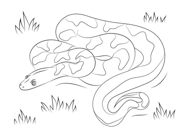 Нарисовать песчаного удавчика