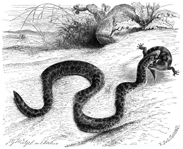 Песчаный удавчик краткое описание