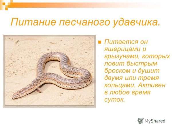 Песчаный удавчик