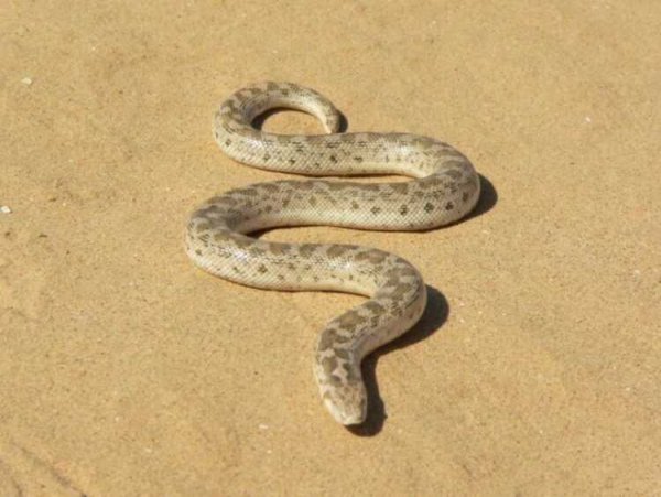 Удав тату эскиз