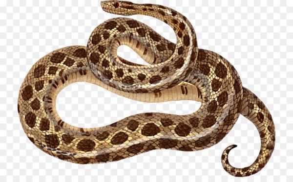 Раскраска змея щитомордник