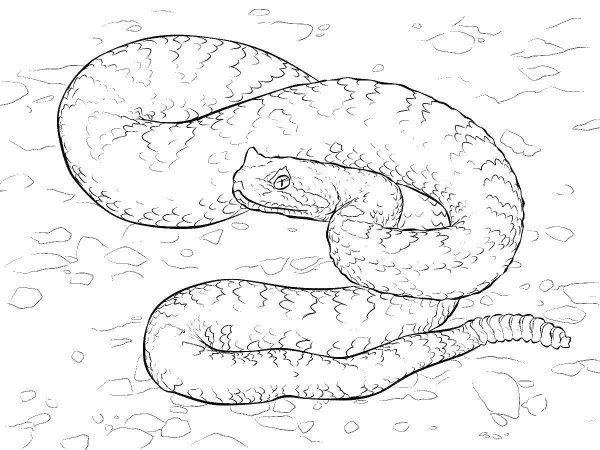 Змея ползет