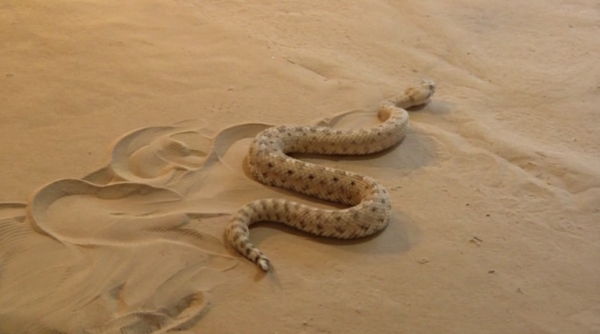 Песчаный удавчик