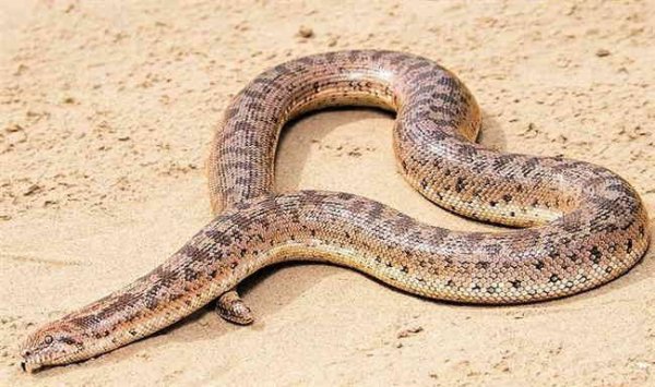 Гадюка раскраска для детей