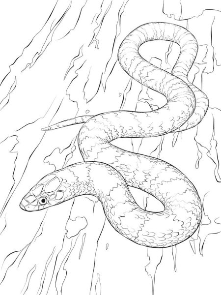 Степная гадюка раскраска