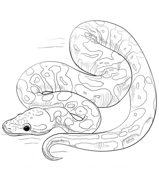 Удав рисунок