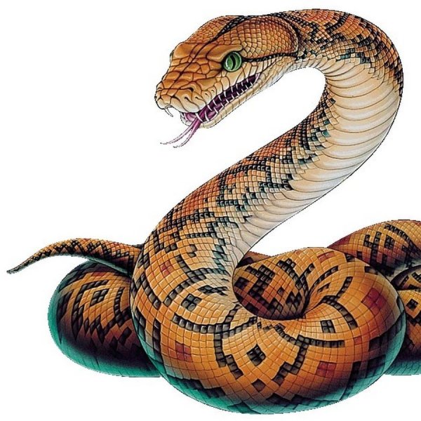 Песчаный удавчик в пустыне