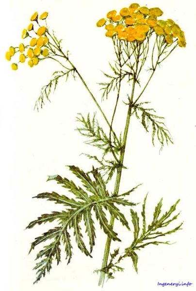 Пижма обыкновенная ботаника