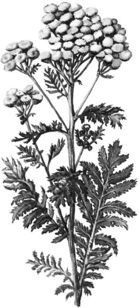 Пижма обыкновенная Ботаническая