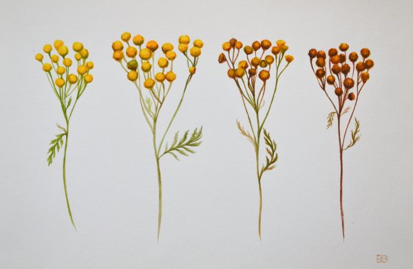 Пижма обыкновенная