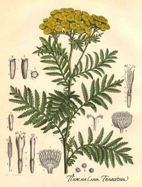 Пижма обыкновенная Ботаническая