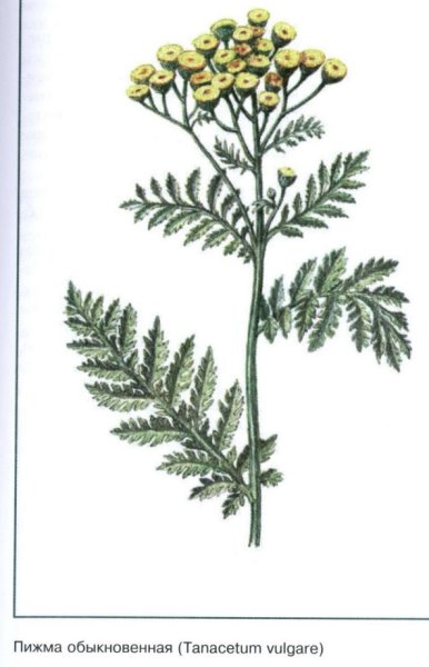 Пижма обыкновенная ГФ