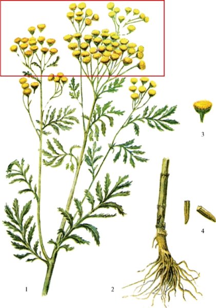 Пижма обыкновенная