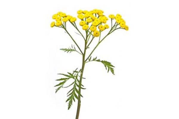 Пижма и зверобой