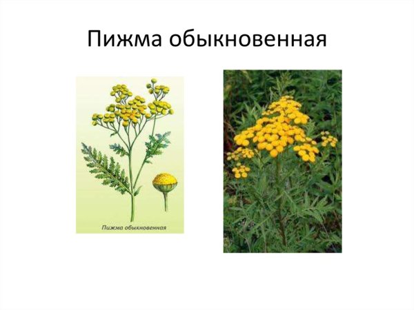 Пижма обыкновенная соцветие