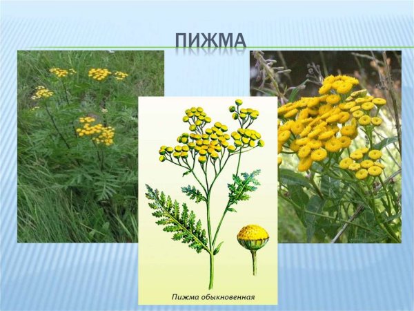 Пижма обыкновенная ботаника