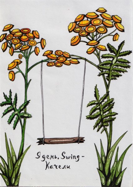 Пижма обыкновенная ботаника