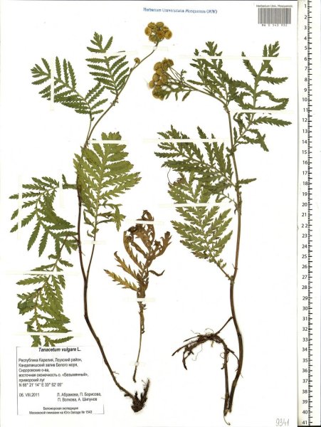 Пижма обыкновенная Фармакогнозия