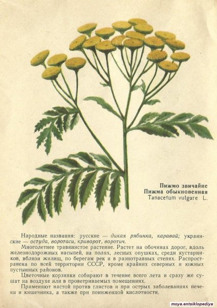 Пижма обыкновенная Ботаническая