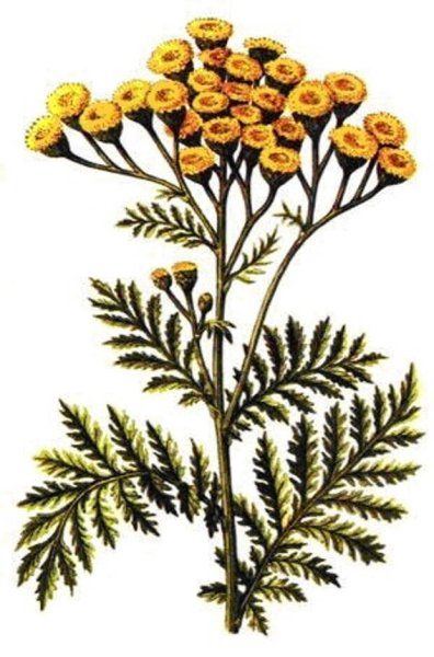 Пижма акварель